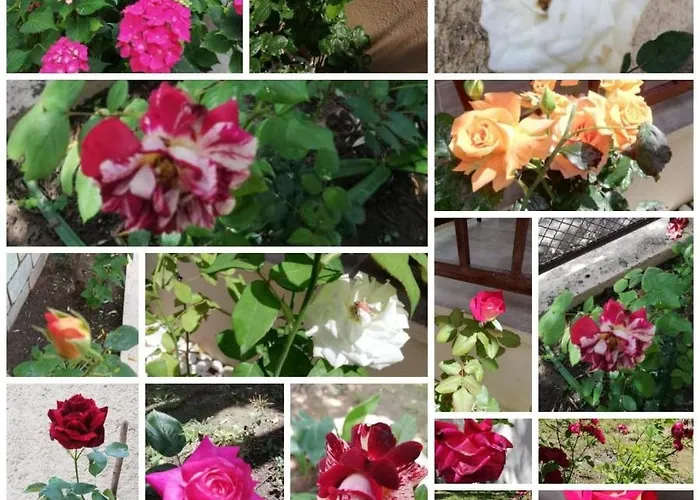 John And Tania's Garden