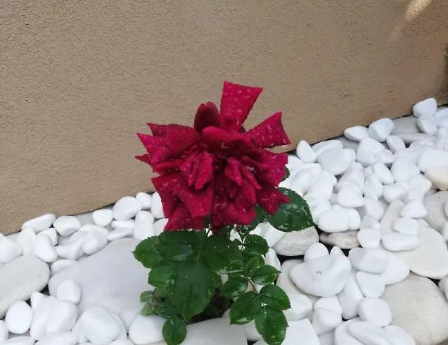 度假居 John And Tania's Garden Prínos